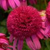 Echinacea Piccolino